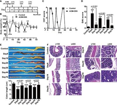 Suppression of Transmembrane Tumor Necrosis Factor Alpha Processing by a Specific Antibody Protects Against Colitis-Associated Cancer